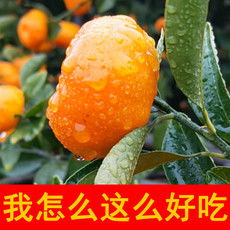 新品速递 新鲜水果批发指南