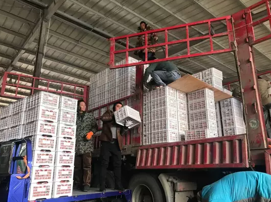 郑州苹果批发商的寒冬 入行20年，今年行情最差